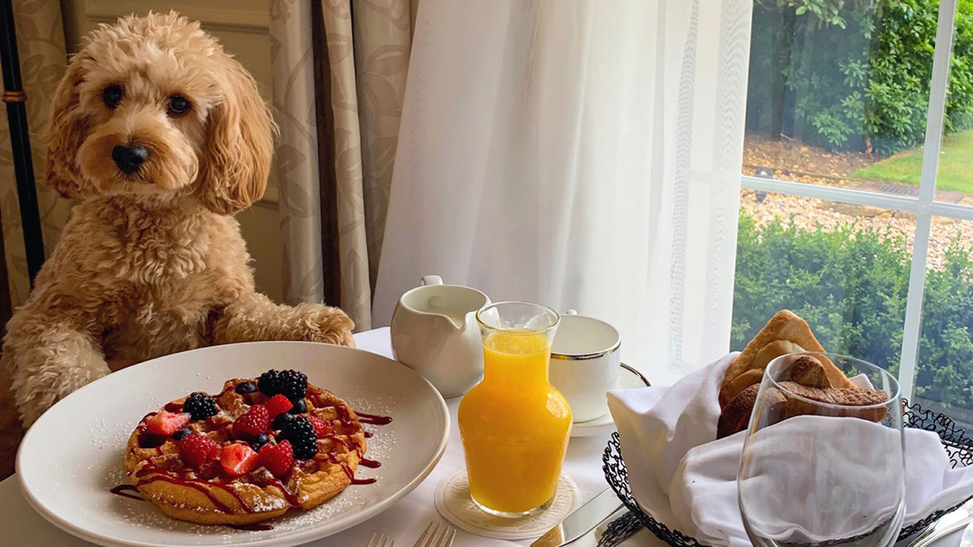 Hotel near me that shop allows dogs